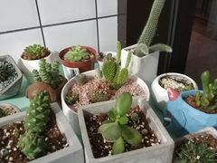 -蜜蜂小象·榴莲千层蛋糕(时代汇11栋店)