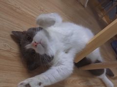 -松果猫咖(桐乡吾悦金街店)