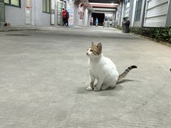 -奥林匹克体育中心游泳馆