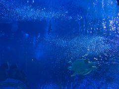 -太平洋海底世界