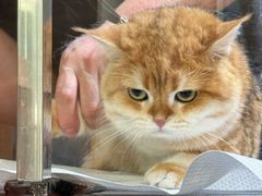 -悠尼宠物·独立低压伊珊娜洗护·美容·寄养(兰谷路店)