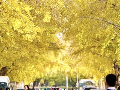 -三里屯东五街银杏大道