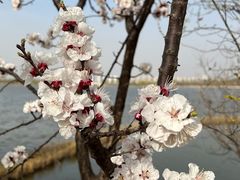 -天津东丽湖风景区