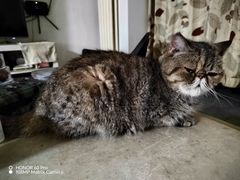 -宠福鑫动物医院(城北分院)