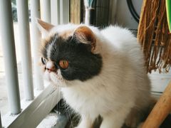 -平行世界·猫咖(首经贸店)