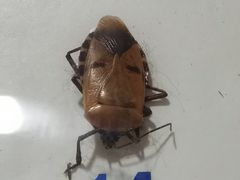 -上海大自然野生昆虫馆(东方明珠·爬宠昆虫探索中心)