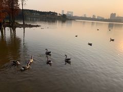 -海珠湖公园