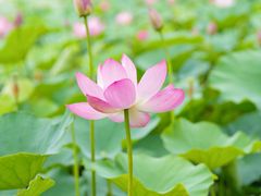 -上海鲜花港