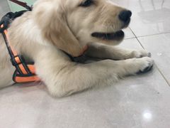 -佳雯宠物医院·皮肤科·内外科(春晓路分院)