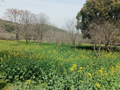 -苏州上方山国家森林公园