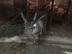 -清迈夜间动物园