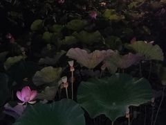 -羊亭河湿地公园