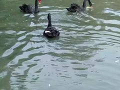 -五缘湾湿地公园