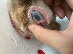 -爱诺耐芙动物医院(万博店)