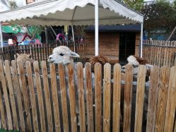 -萌宠亲子动物乐园(槐房万达店)