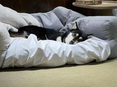 -逗柴咖啡屋·狗咖猫咖宠物桌游