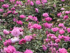 -人民公园(罗湖区)