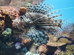 -上海海洋水族馆