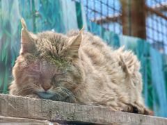 -青藏高原野生动物园