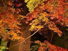 -遵化市禅林寺古银杏风景园