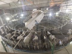 -君乐宝优致牧场