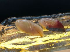 -元熹会席料理