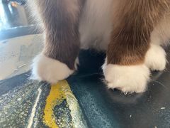 -瞄一喵猫咖(格力海岸店)