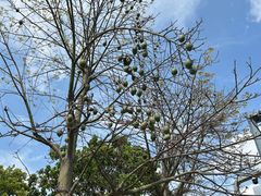 -光明小镇欢乐田园