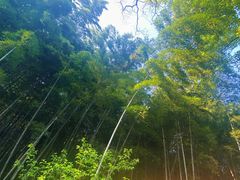 -杭州半山国家森林公园