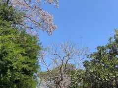 -奥兰多迪士尼动物王国乐园