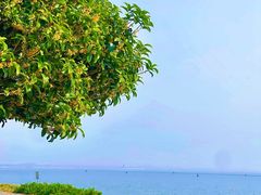 -贡湖湾湿地公园