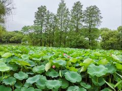-金银湖国家城市湿地公园
