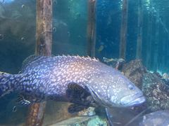 -太平洋海底世界