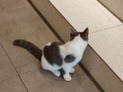 -飞行喵MR PILOT|猫舍·猫咖(静安大融城店)