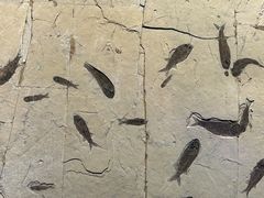 -辽宁古生物博物馆