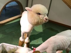 -藦茜花园宠物主题亲子互动体验馆(国顺东路店)