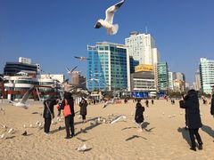 -海云台海滩