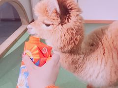 -藦茜花园宠物主题亲子互动体验馆(国顺东路店)