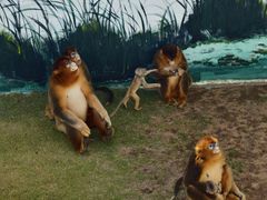 -西霞口神雕山野生动物世界