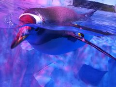 -芜湖新华联大白鲸海洋公园