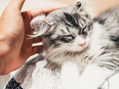 -瞄一喵猫咖(格力海岸店)