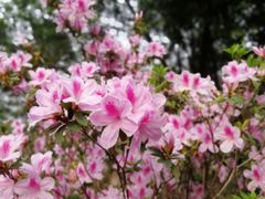 -玉树公园