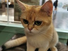 -猫小院猫主题餐厅(三里屯店)