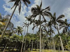 -中国科学院西双版纳热带植物园