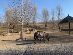 -北京野生动物园