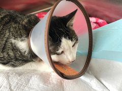 -艾贝尔宠物医院·24H转诊中心·肿瘤猫专科(江宁双龙店)