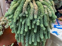 -重庆市江北嘴中央商务区中央公园