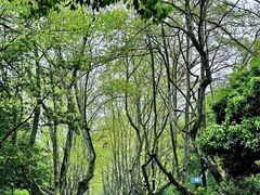 -杭州植物园