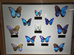 -上海昆虫博物馆