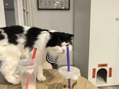 -楼上猫咖(罗湖店)